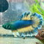 Betta Male Rosetail Plakat Mustard Blue Neon 109