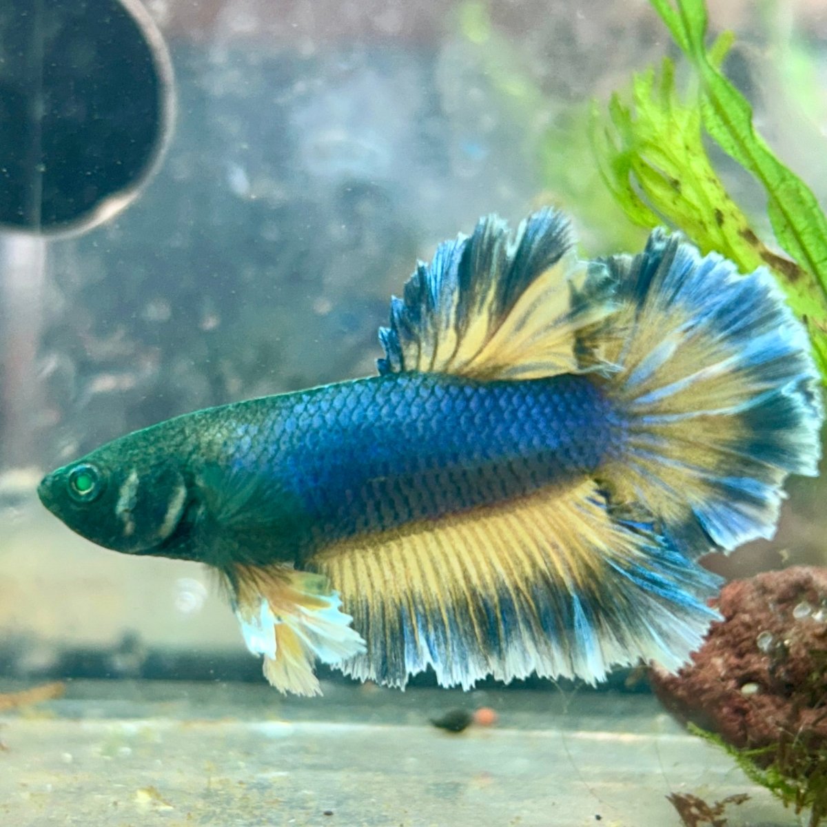 Betta Male Rosetail Plakat Mustard Blue Neon 109