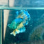 Betta Male Rosetail Plakat Mustard Blue Neon 109