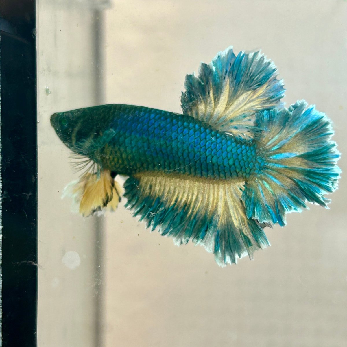 Betta Male Rosetail Plakat Mustard Blue Neon 186