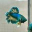 Betta Male Rosetail Plakat Mustard Blue Neon 186