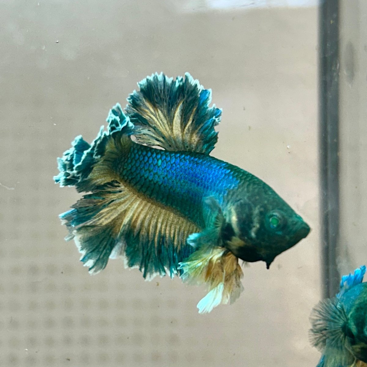 Betta Male Rosetail Plakat Mustard Blue Neon 186