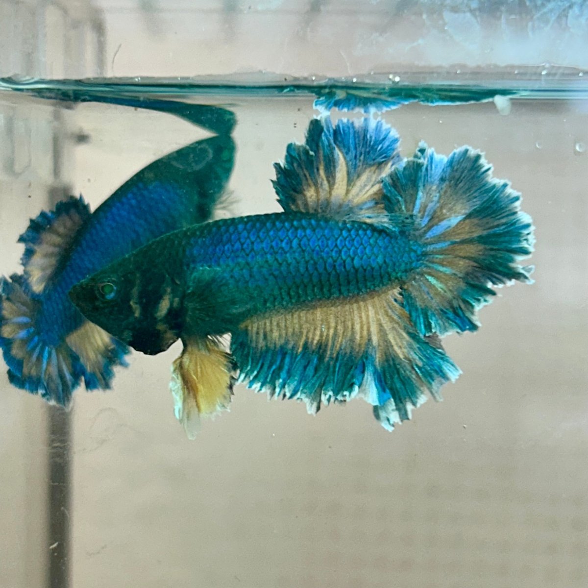 Betta Male Rosetail Plakat Mustard Blue Neon 186