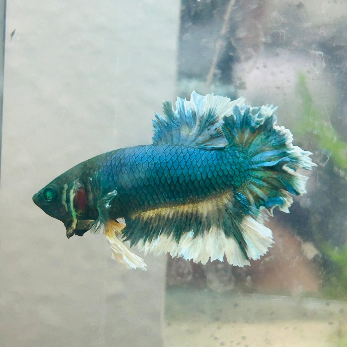 Betta Male Rosetail Plakat Neon 191