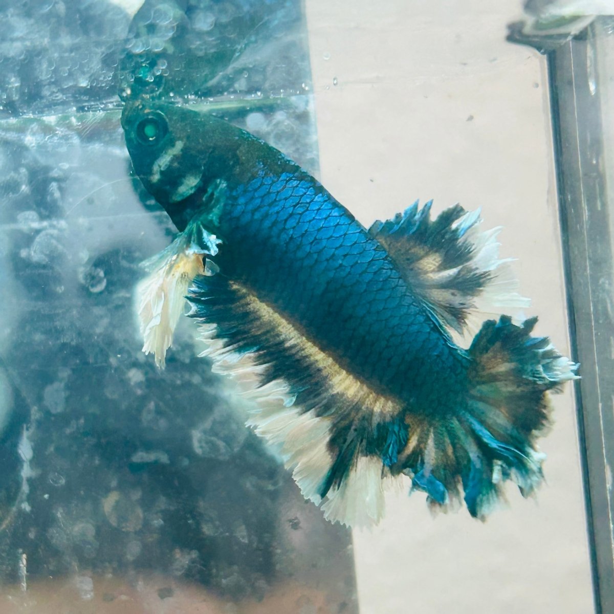 Betta Male Rosetail Plakat Neon 191