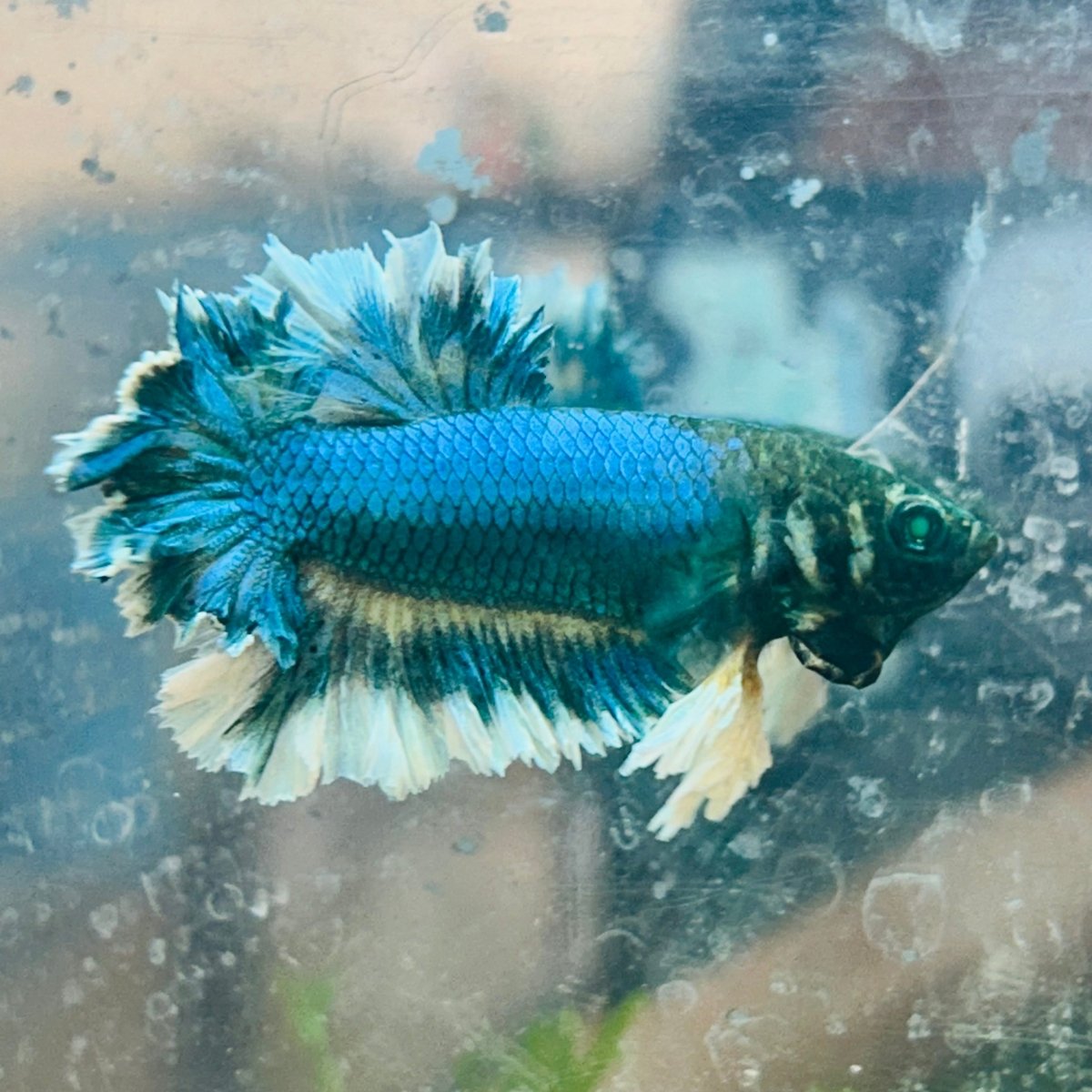 Betta Male Rosetail Plakat Neon 191