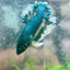 Betta Male Rosetail Plakat Neon 191