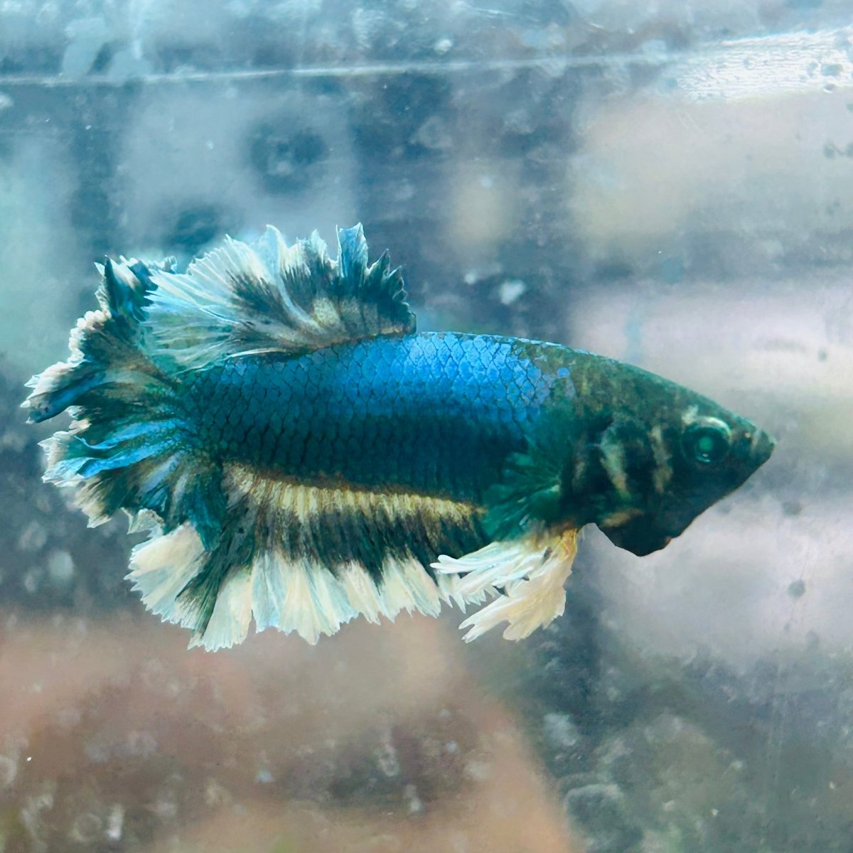 Betta Male Rosetail Plakat Neon 191