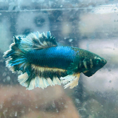 Betta Male Rosetail Plakat Neon 191