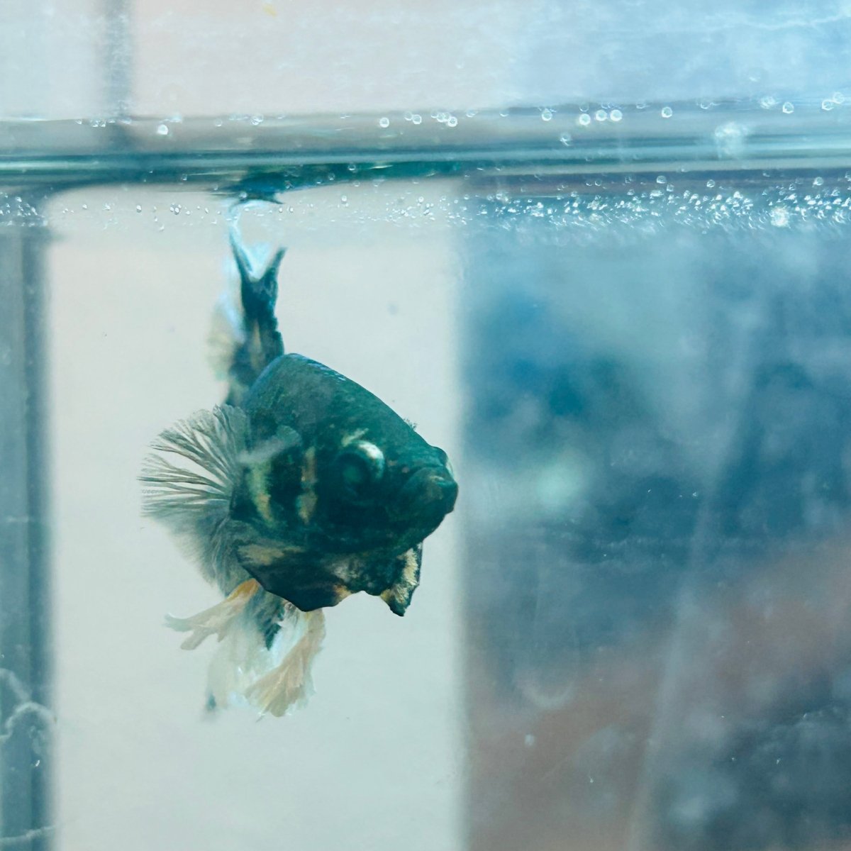 Betta Male Rosetail Plakat Neon 191