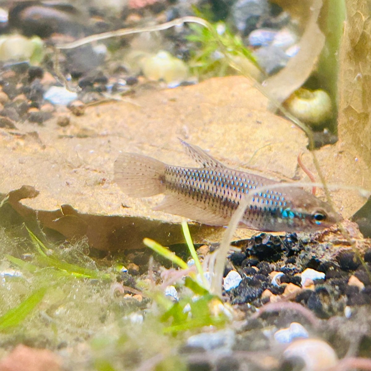 Betta Smaragdina Guitar