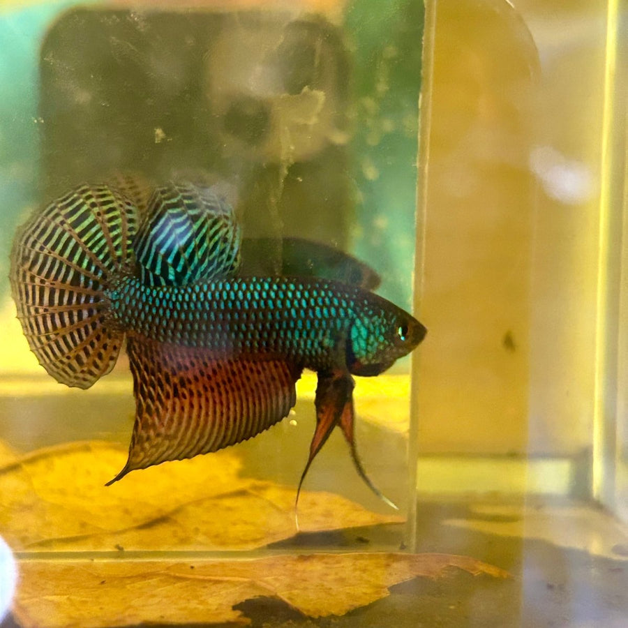 Betta Smaragdina Guitar