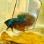 Betta Smaragdina Guitar