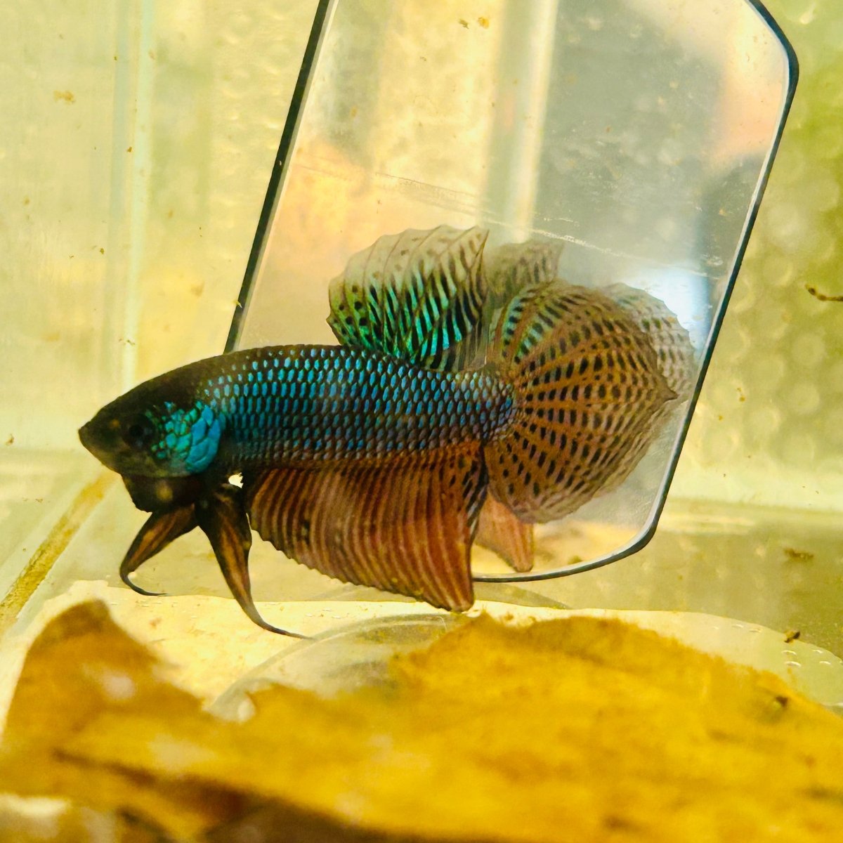 Betta Smaragdina Guitar