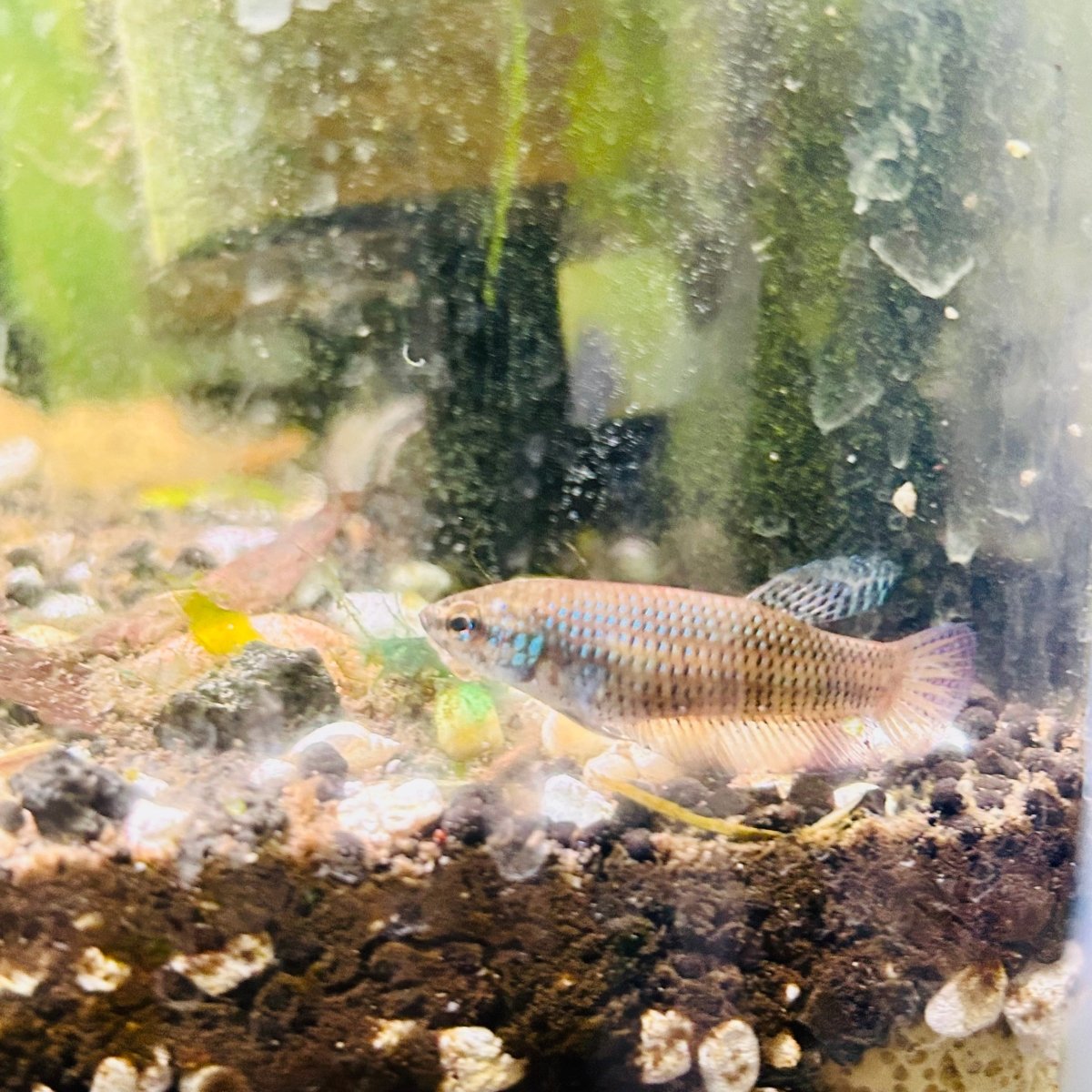 Betta Smaragdina Guitar