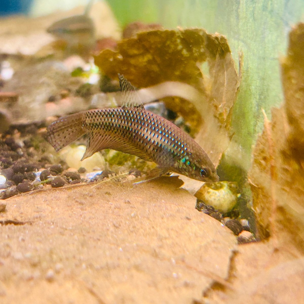 Betta Smaragdina Guitar