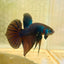 Betta Smaragdina Guitar Male 149