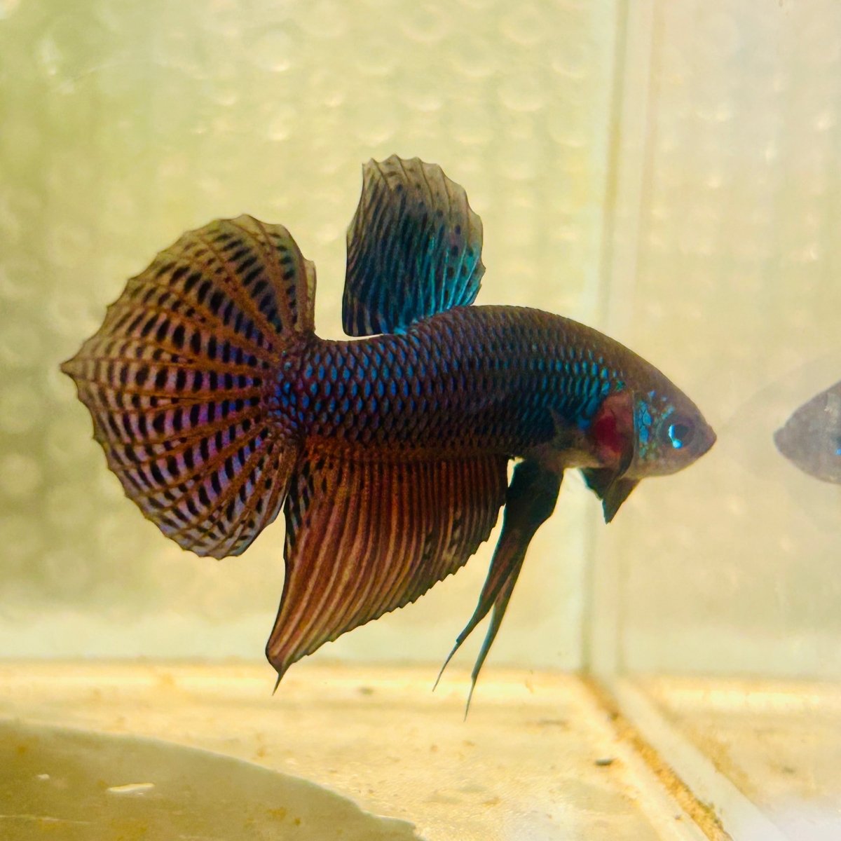 Betta Smaragdina Guitar Male 149
