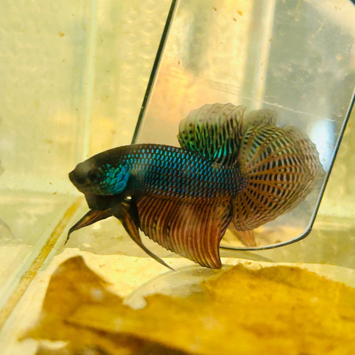 Betta Smaragdina Guitar Male 149