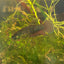 Betta Smaragdina Guitar Male betta