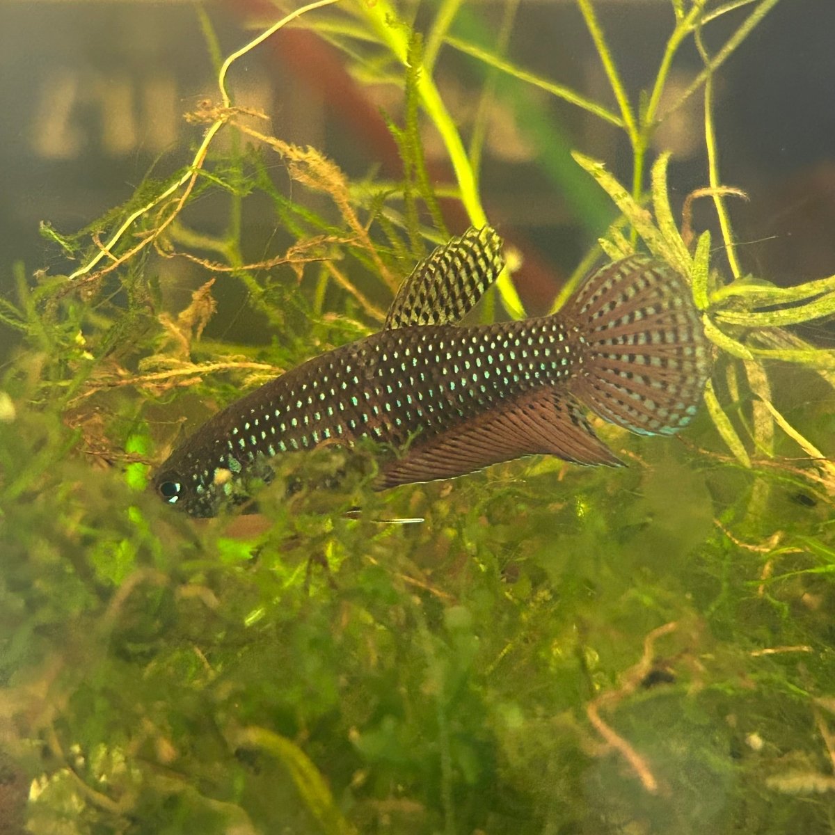 Betta Smaragdina Guitar