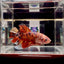 Big Giant Koi Multicolor A111 - Male Betta