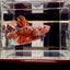 Big Giant Koi Multicolor A111 - Male Betta