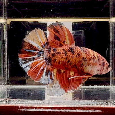 Big Giant Koi Multicolor A111 - Male Betta