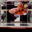 Big Giant Koi Multicolor A111 - Male Betta