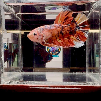 Big Giant Koi Multicolor A111 - Male Betta