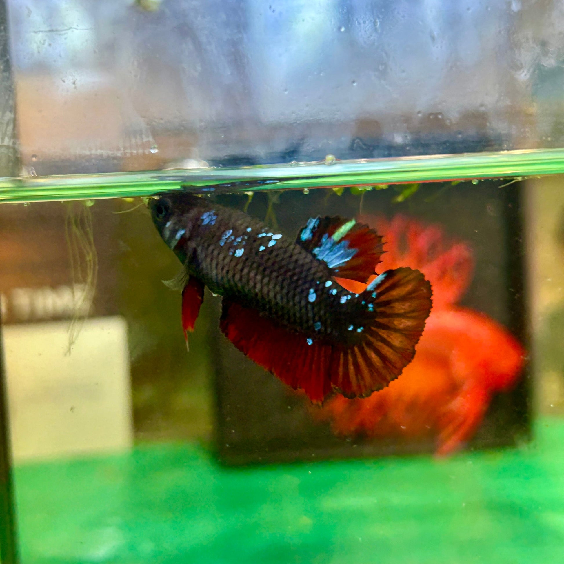 Black Avarta Plakat - Female betta 29