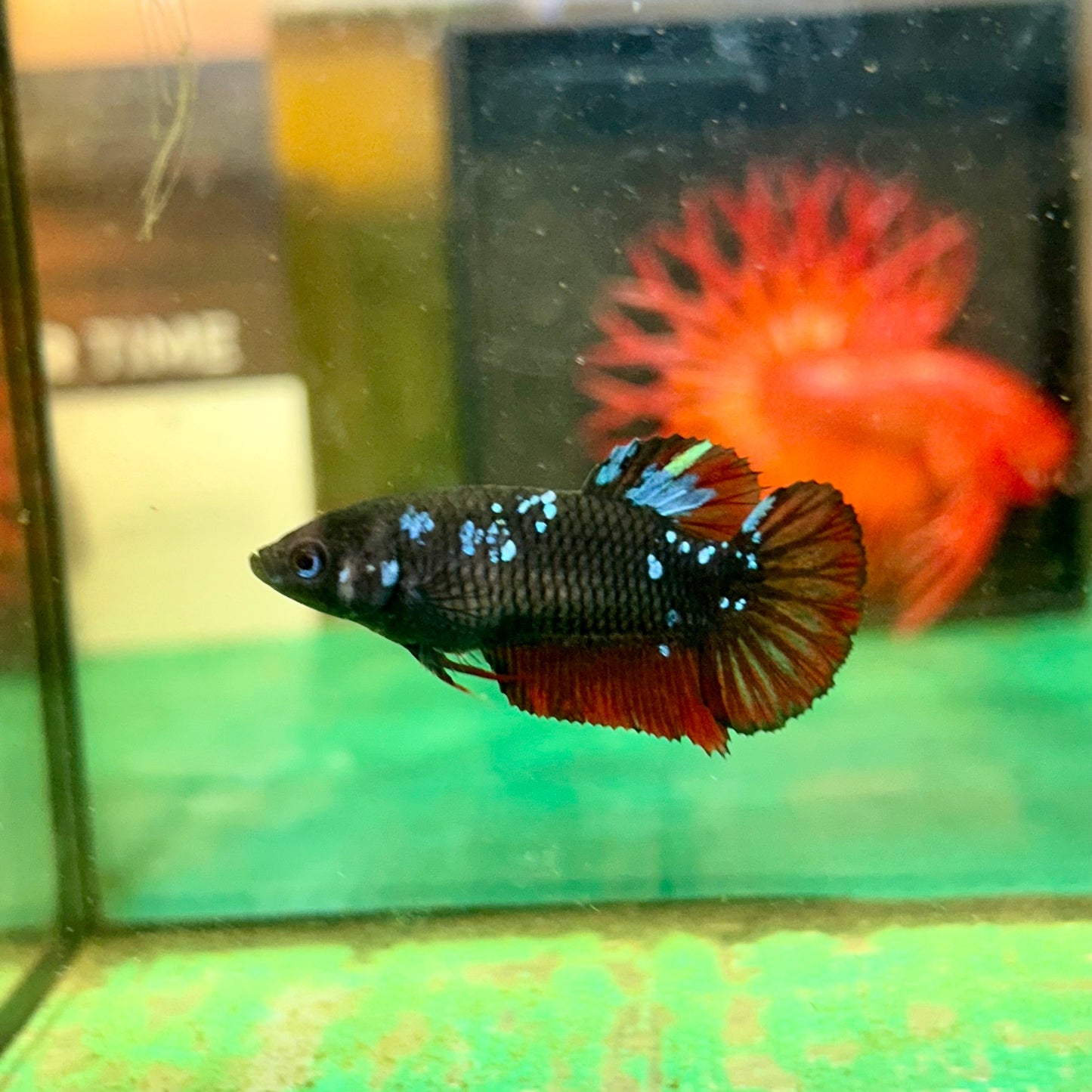 Black Avarta Plakat - Female betta 29