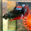 Black Avarta Plakat - Female betta 85