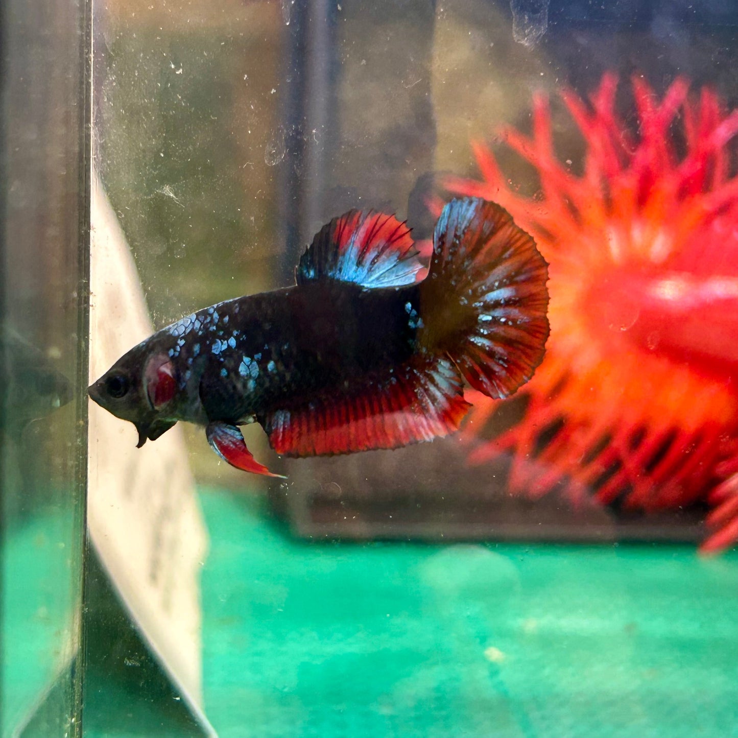 Black Avarta Plakat - Female betta 85