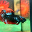 Black Avarta Plakat - Female betta 85