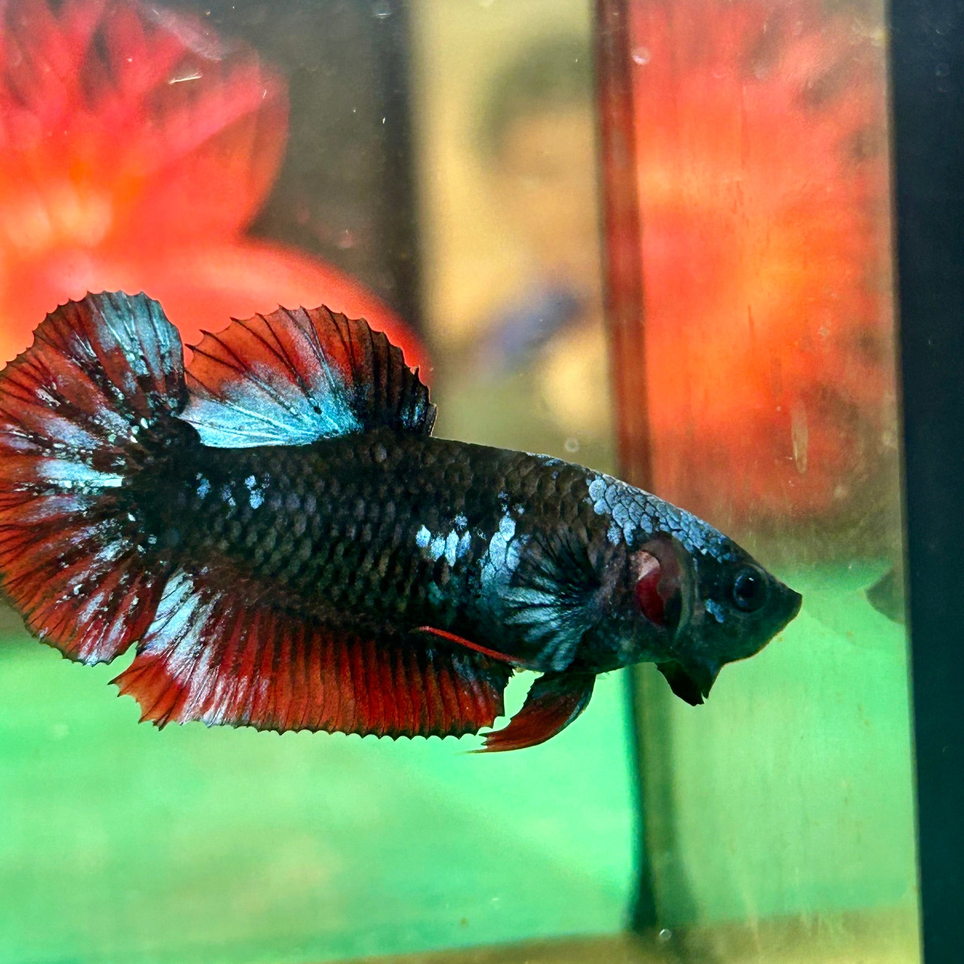 Black Avarta Plakat - Female betta 85