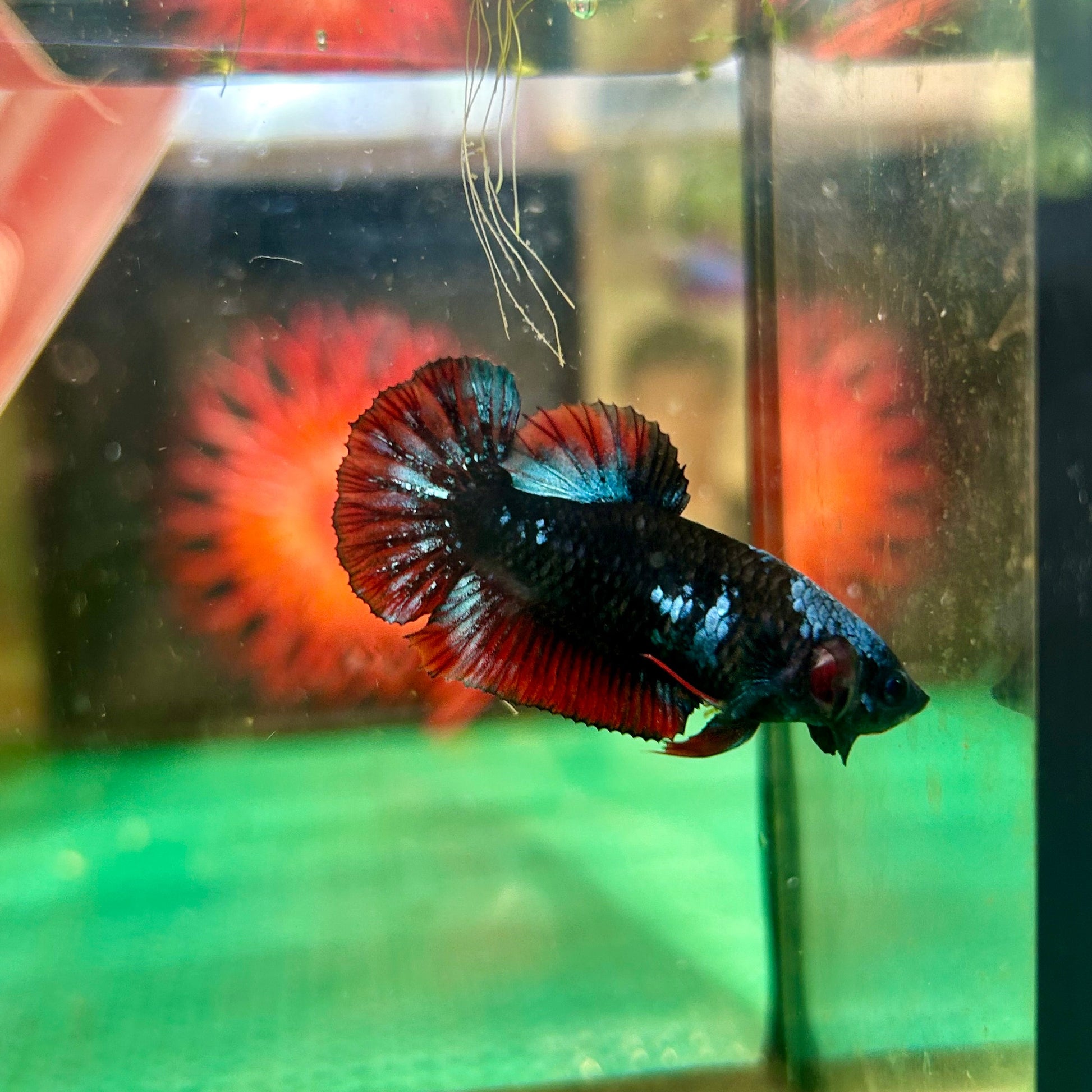 Black Avarta Plakat - Female betta 85