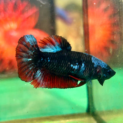 Black Avarta Plakat - Female betta 85