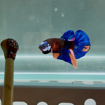 Black Base Koi Multicolor S32 Plakat - Male Betta