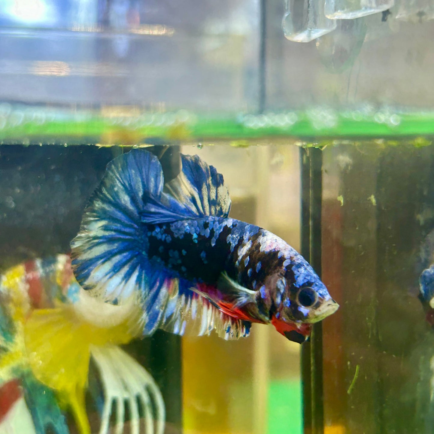 Black Blue Koi Plakat - Male Betta 65