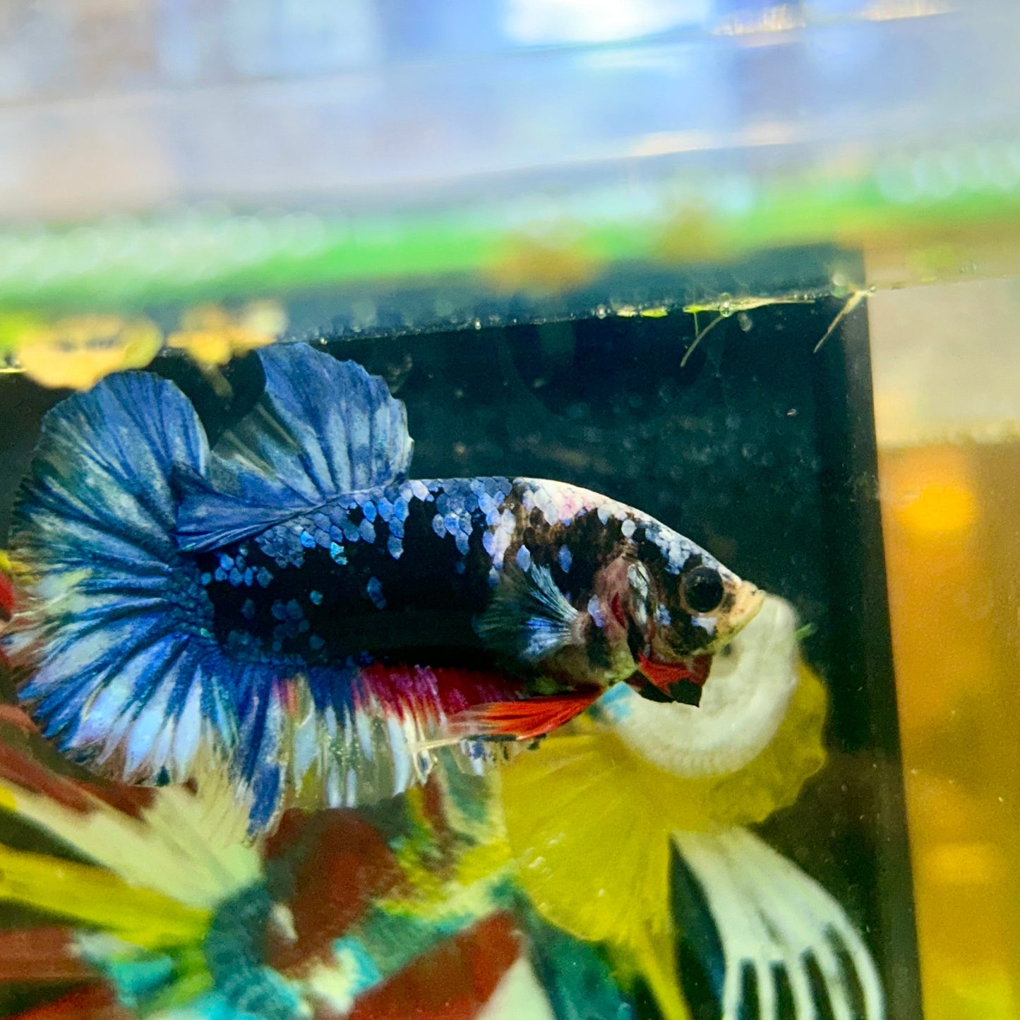 Black Blue Koi Plakat - Male Betta 65