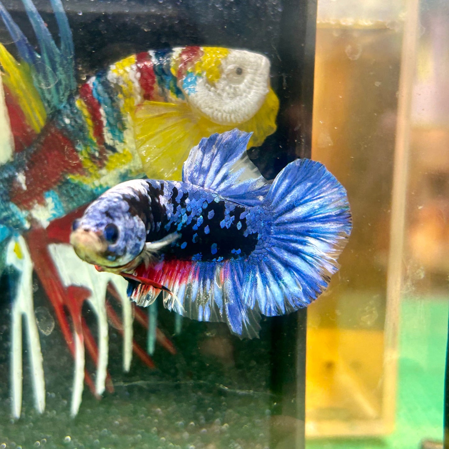 Black Blue Koi Plakat - Male Betta 65