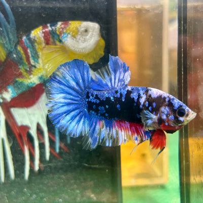 Black Blue Koi Plakat - Male Betta 65