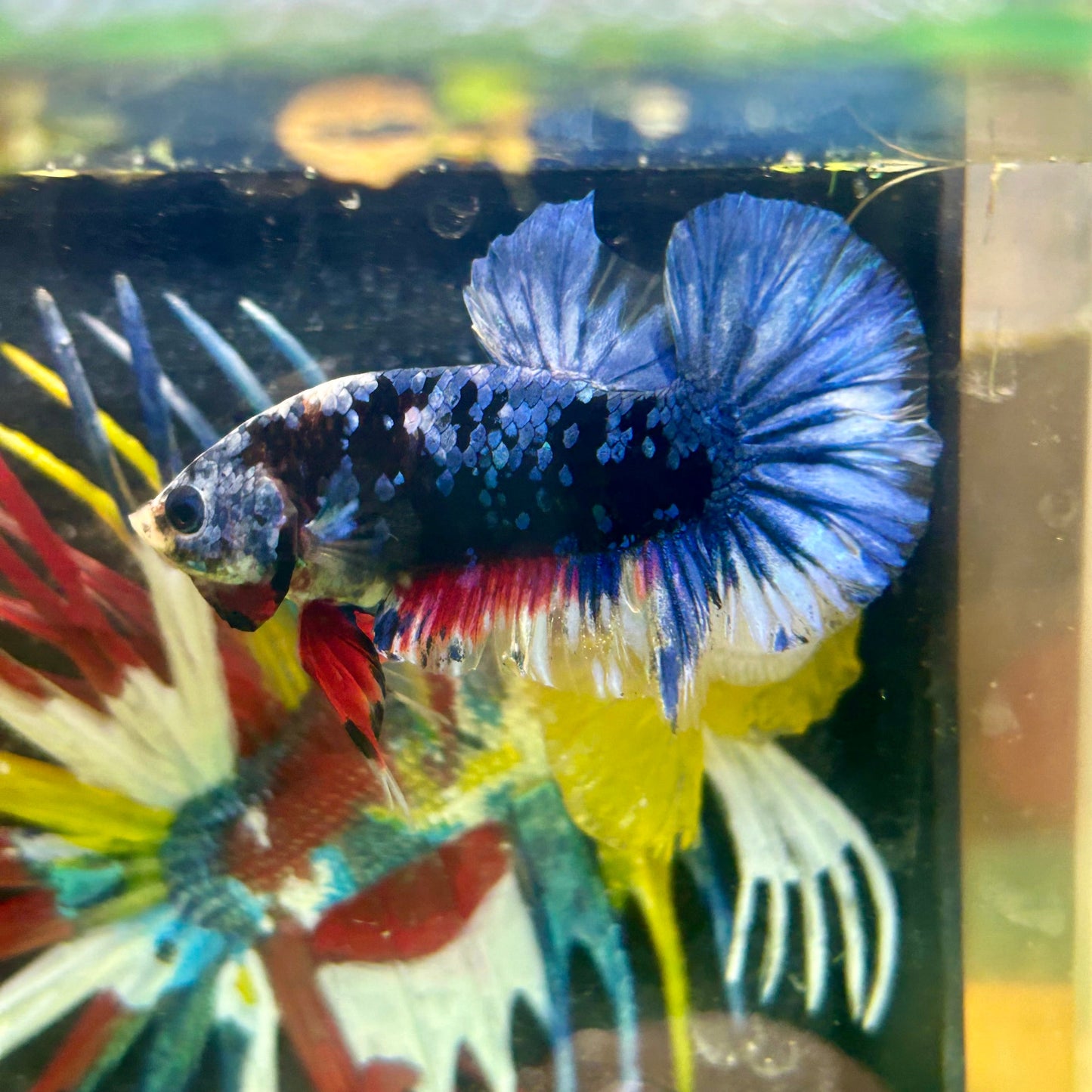 Black Blue Koi Plakat - Male Betta 65