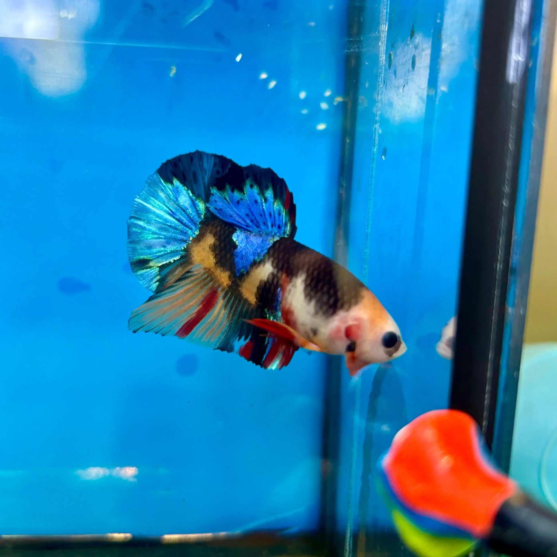 Black Koi Nemo Plakat with eyebrow - Male Betta 72