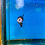 Black Koi Nemo Plakat with eyebrow - Male Betta 72