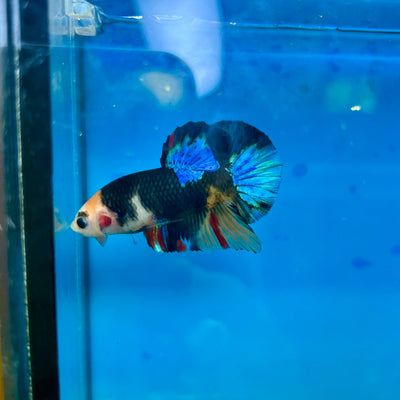 Black Koi Nemo Plakat with eyebrow - Male Betta 72