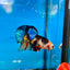 Black Koi Nemo Plakat with eyebrow - Male Betta 72