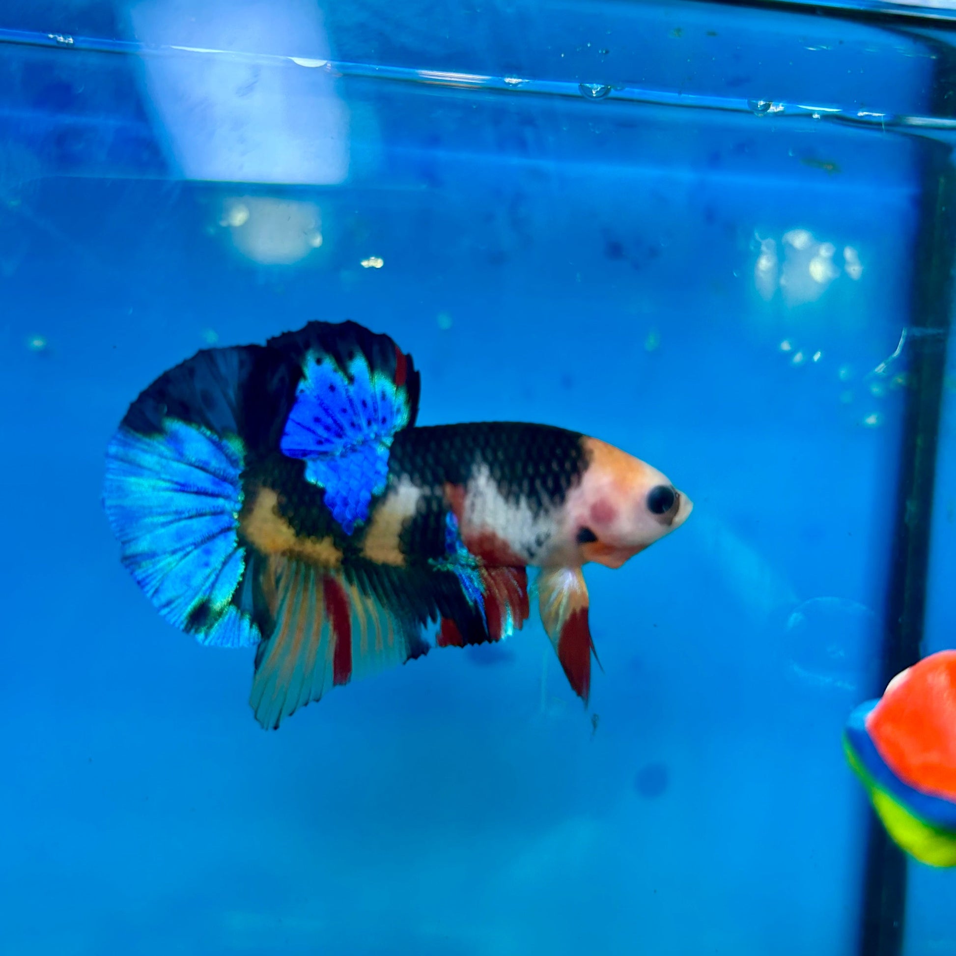 Black Koi Nemo Plakat with eyebrow - Male Betta 72