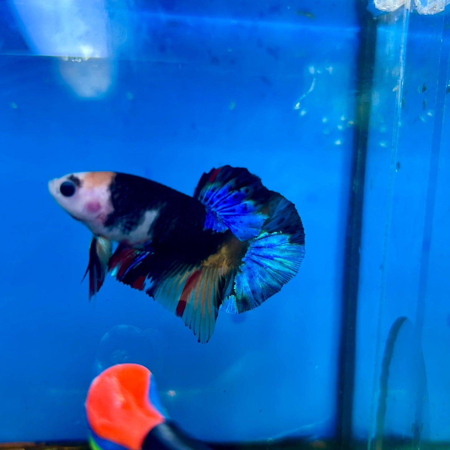 Black Koi Nemo Plakat with eyebrow - Male Betta 72